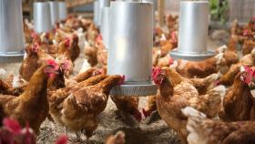 Малайзия может возобновить экспорт курицы